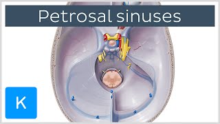 Petrosal Sinuses  Human Anatomy  Kenhub [upl. by Isawk]