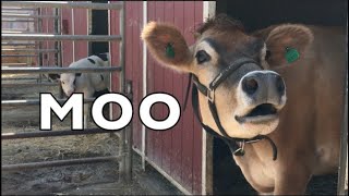 COW SOUNDS REAL COWS FOR KIDS COWS GO MOO COMPILATION [upl. by Eloc499]