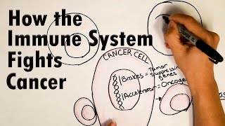 How does the immune system fight Cancer [upl. by Adnauqaj]