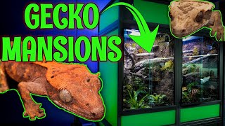 MASSIVE Crested Gecko Bioactive Enclosure REVEAL [upl. by Alliehs]