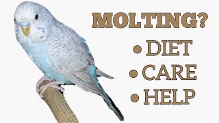 What is MOLTING 🦜 [upl. by Arianne]