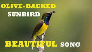 OLIVEBACKED SUNBIRD IN BEAUTIFUL SONG CEBU PHILIPPINES [upl. by Ajax]