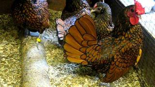 GOLD SEBRIGHT BANTAMS FROM CHESHIRE POULTRY [upl. by Yeldahc938]