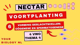 4 vwo  Voortplanting  6  Vorming geslachtscellen oögenese en spermatogenese [upl. by Hutson540]