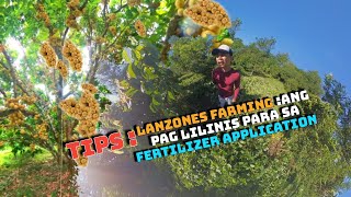 Lansones farming Paano mag pabunga ng lanzones o paano kami mag alaga ng lanzones farm management [upl. by Justis]