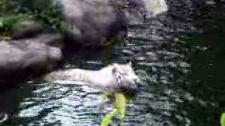 White Tigers mauled Malaysian man to death in Singapore zoo [upl. by Alaet937]