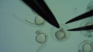 Dechorionating zebrafish embryos [upl. by Emylee]