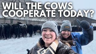 First snow storm  trying to trick the cows  Day in the life of a 27 year old farmer  farm vlog [upl. by Asyal]