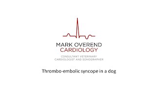 Thrombo embolic syncope in a dog [upl. by Mira]