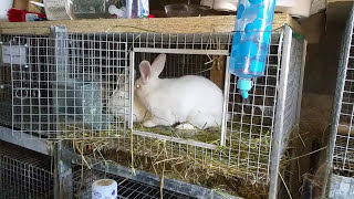 Raising Meat Rabbits from Start To Finish Making Baby Bunnies Breeding [upl. by Magee463]