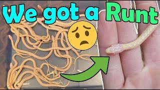 Our Albino Garter Snake Gave Birth [upl. by Nalehp615]