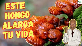 💚 REISHI LOS HONGOS ADAPTÓGENOS QUE ALARGAN LA VIDA 💚 [upl. by Silvano]