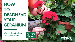 How to Deadhead a Geranium [upl. by Arekahs]