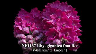 Norman Fang Live Episode 88 Selfing of 4N Rhynchostylis gigantea [upl. by Eibbob965]