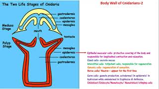 Cnidaria  body wall CnidoblastEpidermisMesoglea coelenteron gastrodermis NEETAIIMSJIPMER [upl. by Kayley]