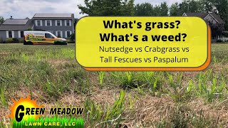 Crabgrass Nutsedge Paspalum amp Bent Grass  Undesirable Grasses [upl. by Nochur]