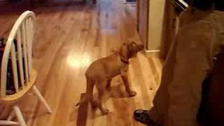 Bloodhound puppy barking [upl. by Enrobialc]