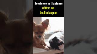 Sentience vs Sapience [upl. by Yadahs]