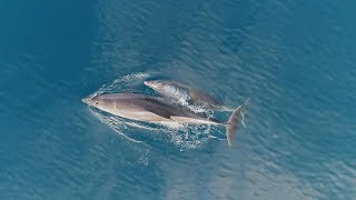 Dauphins en parade à Menton et RoquebruneCapMartin [upl. by Verne]