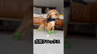 犬用クロックス冷凍庫で固めたら奇跡が起きた！ [upl. by Dor]