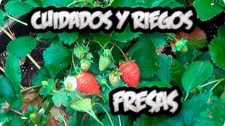 Cultivo De la Fresa  Cuidados Y Como Regar Las Fresas O Frutillas  La Huertina De Toni [upl. by Eittah]