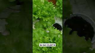 checkout my hydroponically grown lettuce kratkyhydroponics thankyouforwatching [upl. by Christenson]