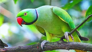 Ringneck Parrot Sounds Compilation [upl. by Esinyl687]