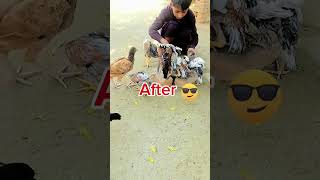 Mahar Hammad muzaffargarh Aseal murgay for sale beatsbirdsaseelmurgabirds loverviralvideo [upl. by Gervase587]