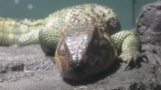 ガイアナカイマントカゲ サンシャイン水族館 2017年11月12日 [upl. by Subak689]