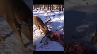 Rutting bucks locked up during the rut Mule deer [upl. by Adni]