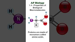 AP Bio  14 Part 2  Proteins apbiology biochemistry [upl. by Rolyat]