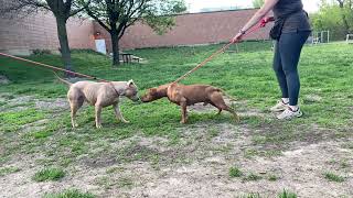 Belvedere amp Annalise leash test [upl. by Zahavi311]