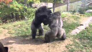 Omaha Zoo  Gorilla Fight quotWheres the Zookeepersquot [upl. by Sitoiyanap]