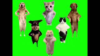 Animals dancing to Chinese song GREEN SCREEN [upl. by Brody373]