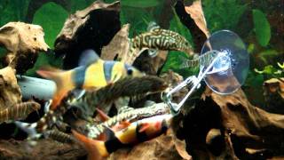 20 loaches vs 2 Hikari wafers [upl. by Eelhsa]