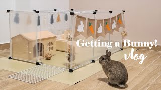 Getting a Bunny in Singapore 🇸🇬  Netherland Dwarf  4 months old  Playpen setup [upl. by Nihs]