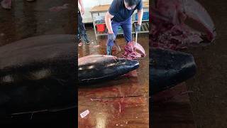 Amazing technique 20kg fish gills removed in 1 second／驚人的技巧 20公斤重的魚鰓1秒取下 [upl. by Nyleaj]