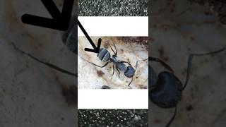 Camponotus micans reinacamponotusmicans [upl. by Leonardi]