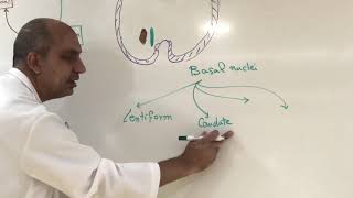 Extrapyramidal system  Neuroanatomy 22 [upl. by Agnes]