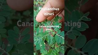 cancertreatment Phyllanthus niruri bhumiaawla medicinalplants gardengardeningtipplantingtips [upl. by Azmuh]