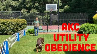 AKC Utility Obedience UD Exercises Explained and Demoed [upl. by Eadas613]