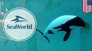 SeaWorld kills another Commersons dolphin by transferring it from San Diego to Orlando  TomoNews [upl. by Sirtimid737]