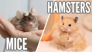 Mice VS Hamsters [upl. by Dall]