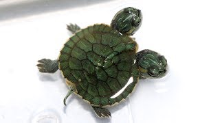 Two Headed Slider Turtle [upl. by Ammadas]