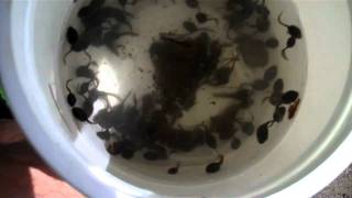 Tadpoles in bucket [upl. by Notelrac694]