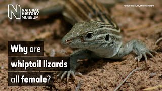 Why are whiptail lizards all female  Surprising Science [upl. by Hegyera150]