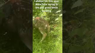 I almost ran over this newborn fawn while mowing tall grass near where I hunt [upl. by Treva728]