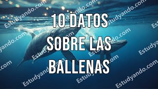 10 Datos sobre las Ballenas [upl. by Marie-Ann830]