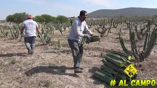 Pitayas de mayo  En una huerta nueva se hace enraice  6 meses para el trasplante [upl. by Ylrad]