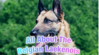 Belgian Laekenois  Facts You Didnt Know [upl. by Ause]